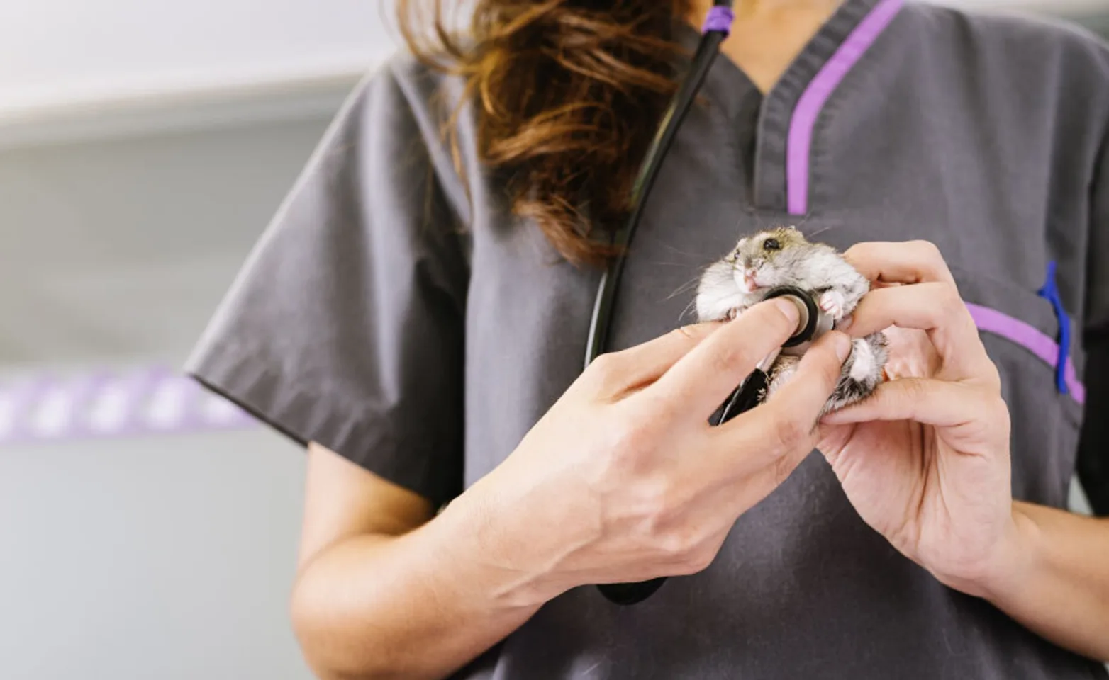 Veterinary staff holding a hamster